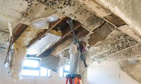 Best Mold Documentation for Insurance Claims  in Berry Hill, TN